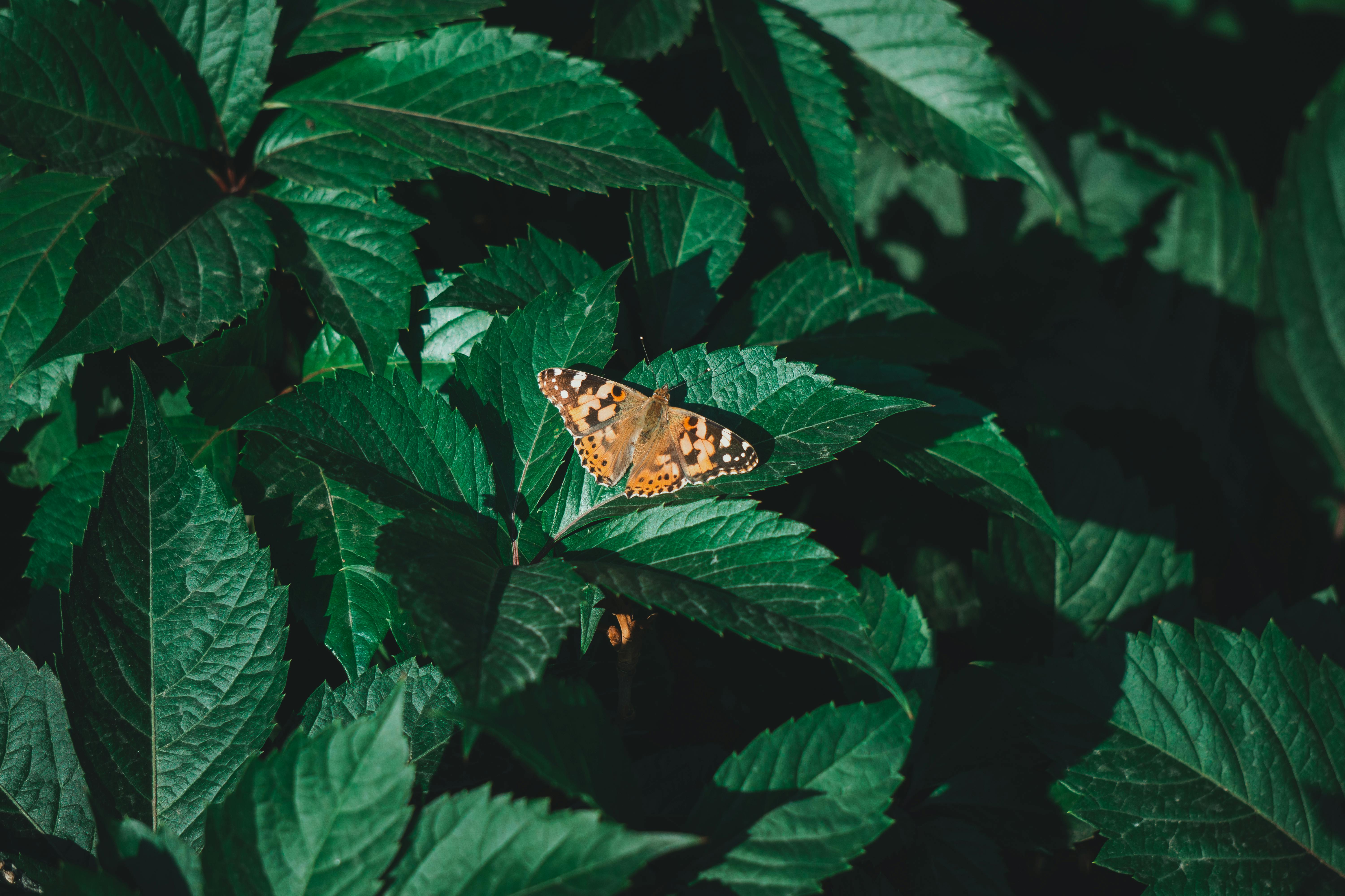 Hidden Species Archive Revealed: Unlocking Ecological Implications