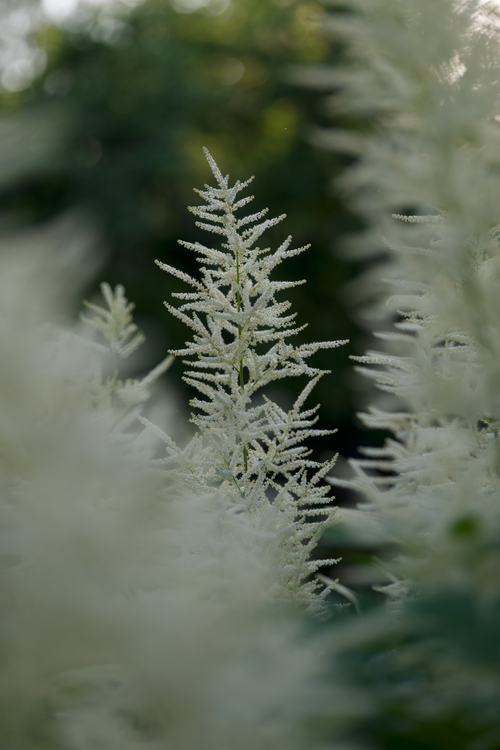 Free Beautiful close-up of delicate white flower blossoms in a serene outdoor setting. Stock Photo