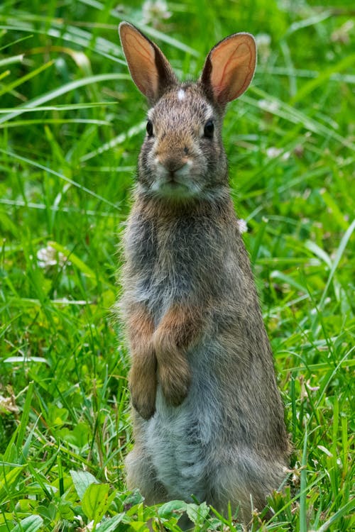兔子, 動物攝影, 垂直拍摄 的 免费素材图片