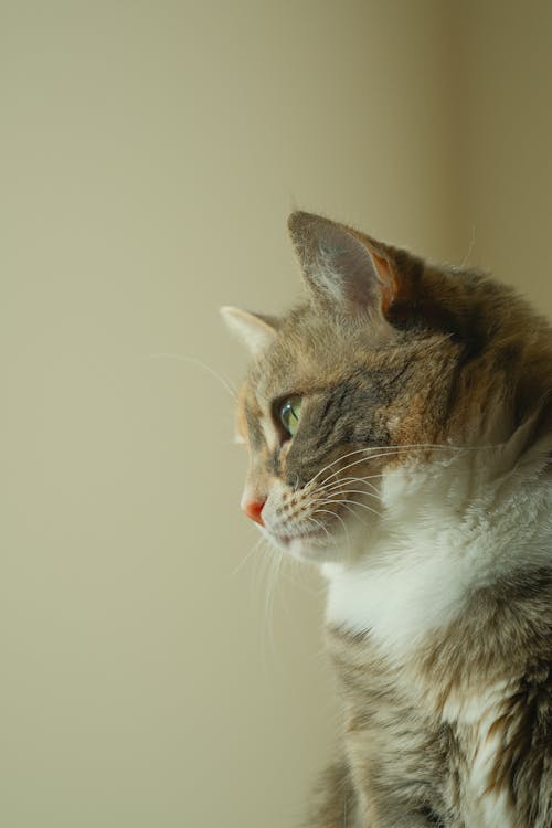 cat head profile