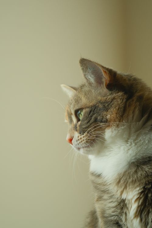 Free Pensive calico cat gazing out a window with soft natural light. Stock Photo