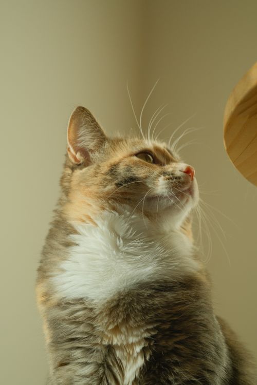 Free A calico cat gazes upward in a softly lit room, exuding a calm demeanor. Stock Photo