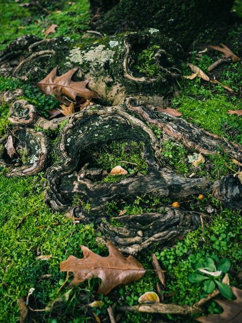 Imagine de stoc gratuită din a închide, arbore, fotografiere verticală