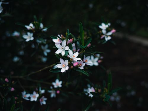 Free Beautiful close-up of white wildflowers with dark foliage, capturing nature's delicate details. Stock Photo