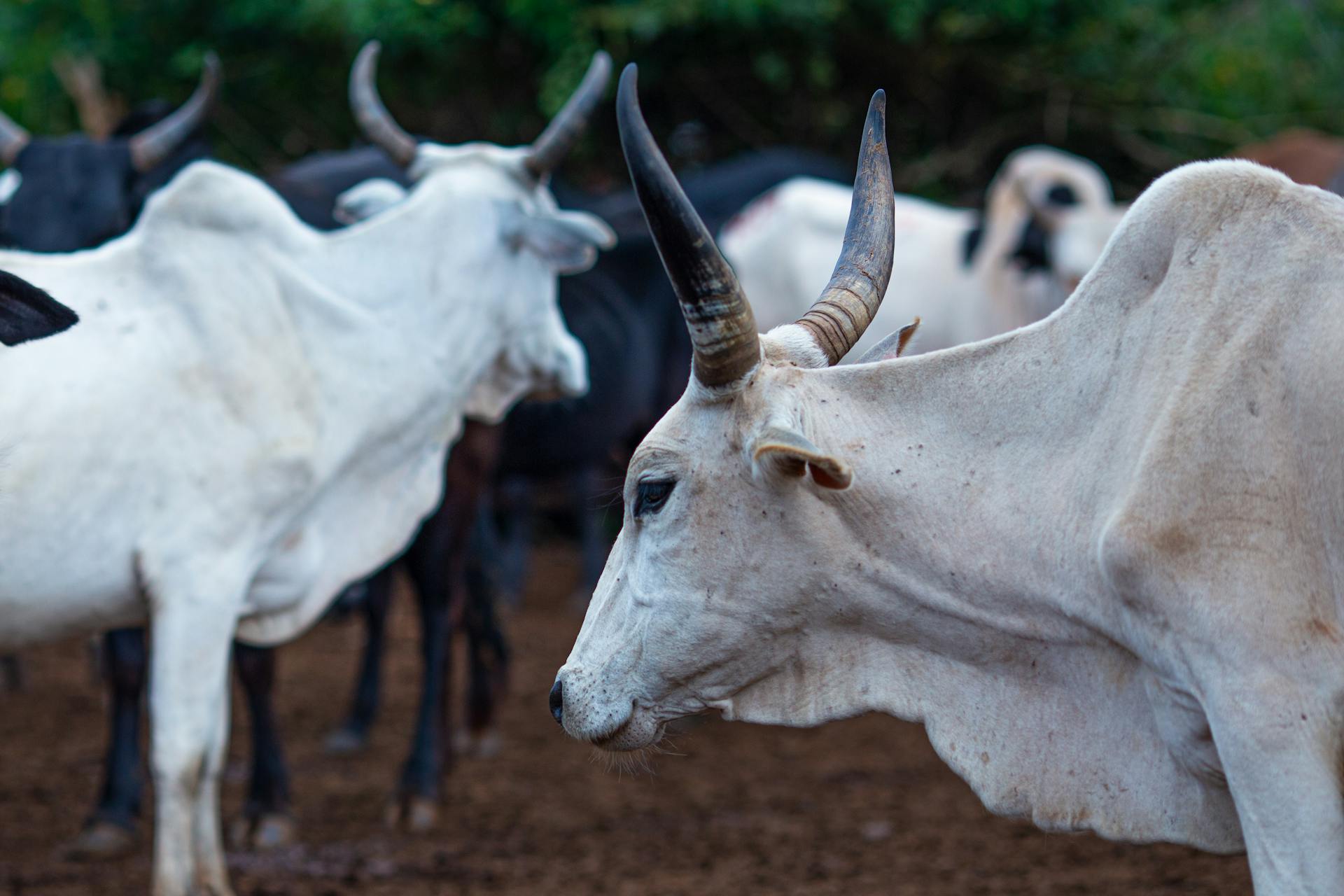 Close up of Hungarian Grey Cattle