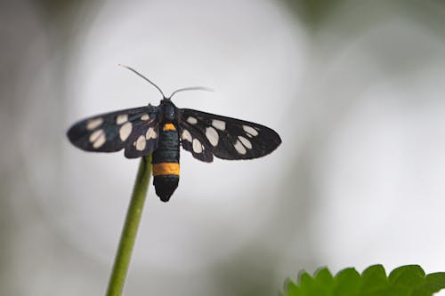 Foto profissional grátis de borboleta, erro