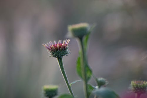 Foto profissional grátis de flor