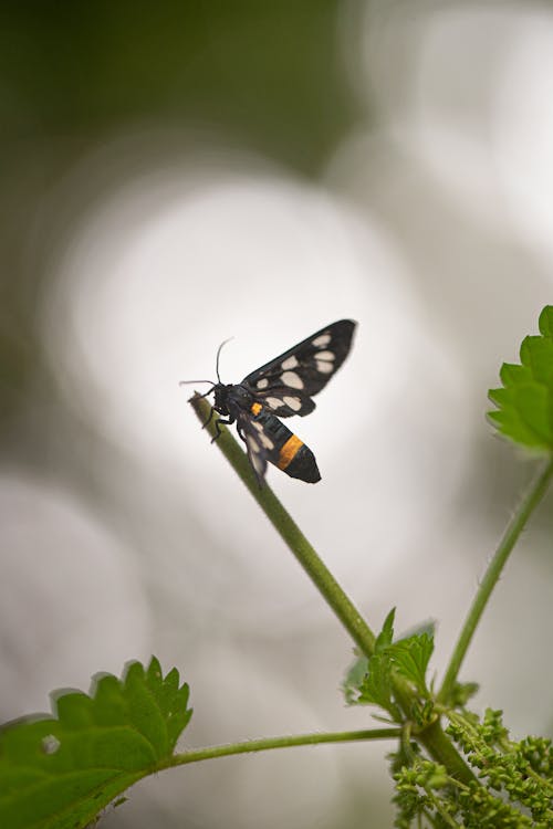 Foto profissional grátis de borboleta