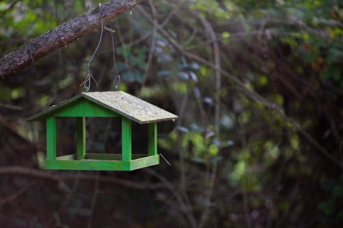 Foto profissional grátis de casa de passarinho, de madeira, ecológico