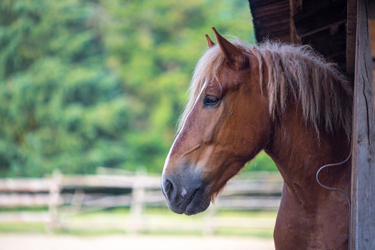 Horse Standing By Stable