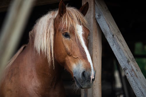 Photos gratuites de animal, cheval, en bois