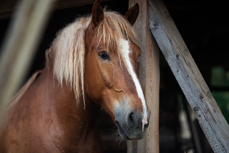 Close Up Of Horse Head