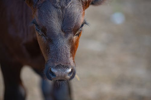 Close-up of a Brown Cow Calf 