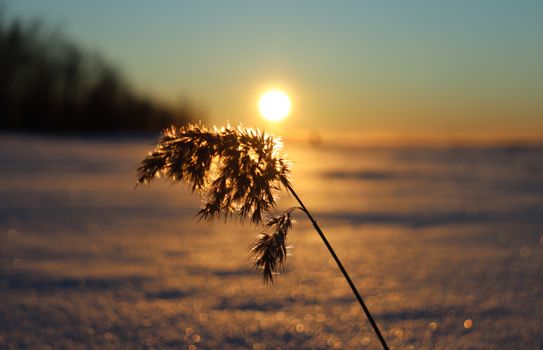 Close-up of a plant silhouetted against a glowing winter sunset, capturing natural beauty.