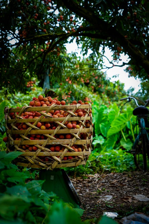 Kostnadsfri bild av färsk, frukt, fruktträdgård