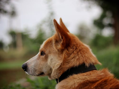 개, 동물 사진, 뒷모습의 무료 스톡 사진