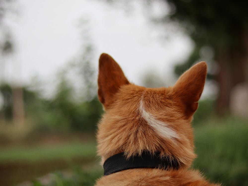 Free Ears on Dog Head Stock Photo