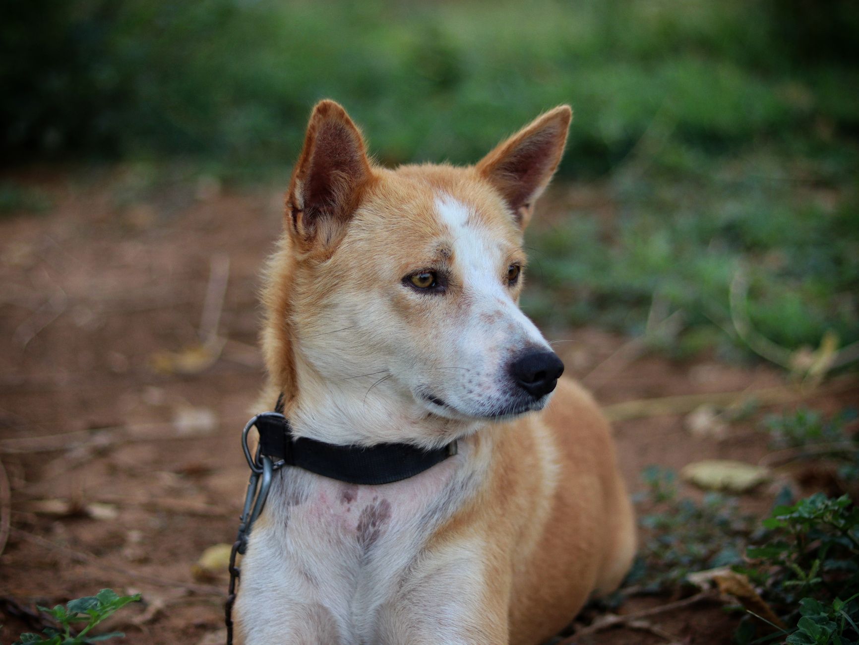 Portrait of a dog at a veterinary clinic