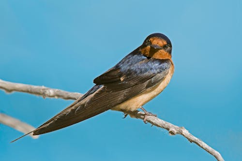 Close up of Perching Swallow