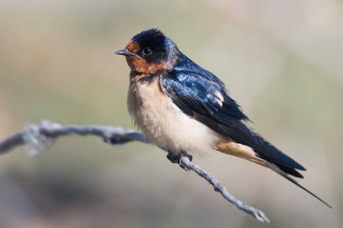 Barn Swallow on Branch
