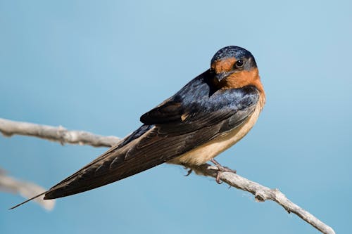 Barn Swallow Perching on Branch