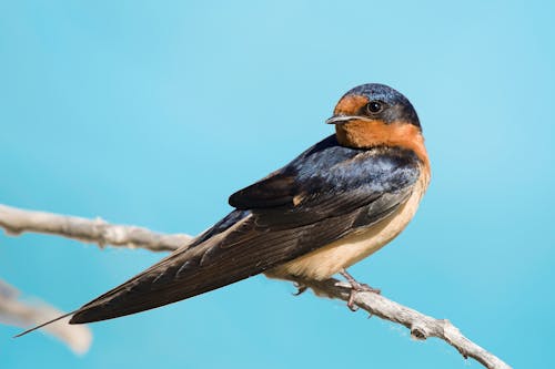 Close up of Swallow