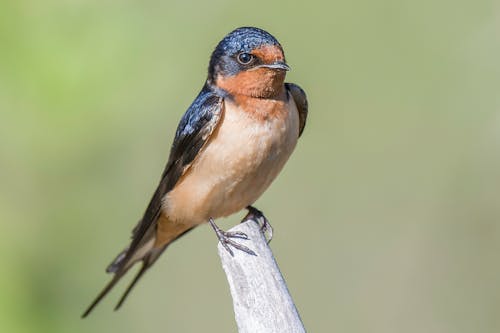 Barn Swallow Bird