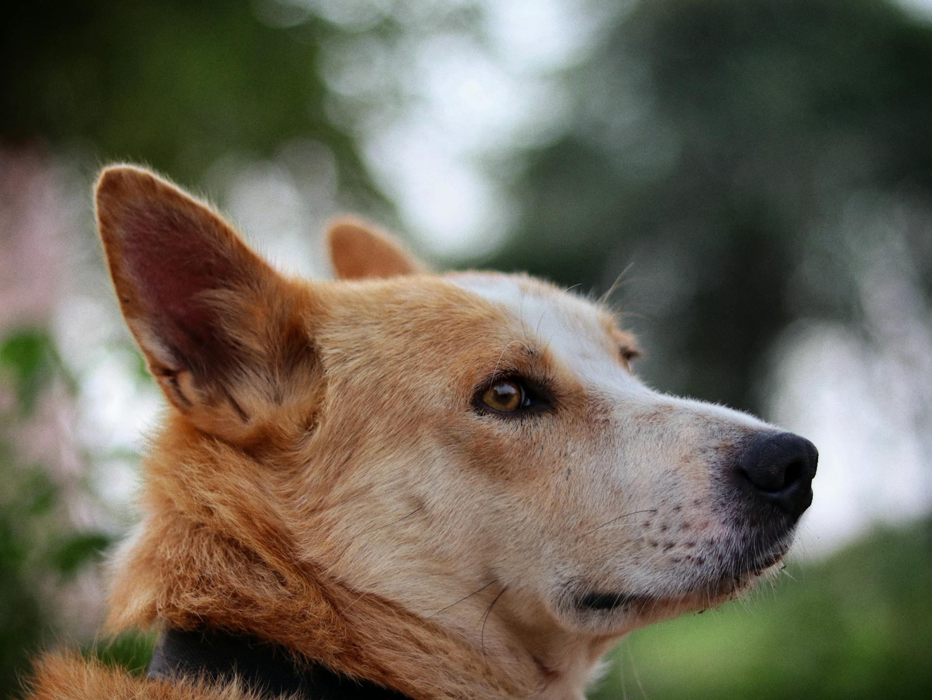 Close up of Dog Head