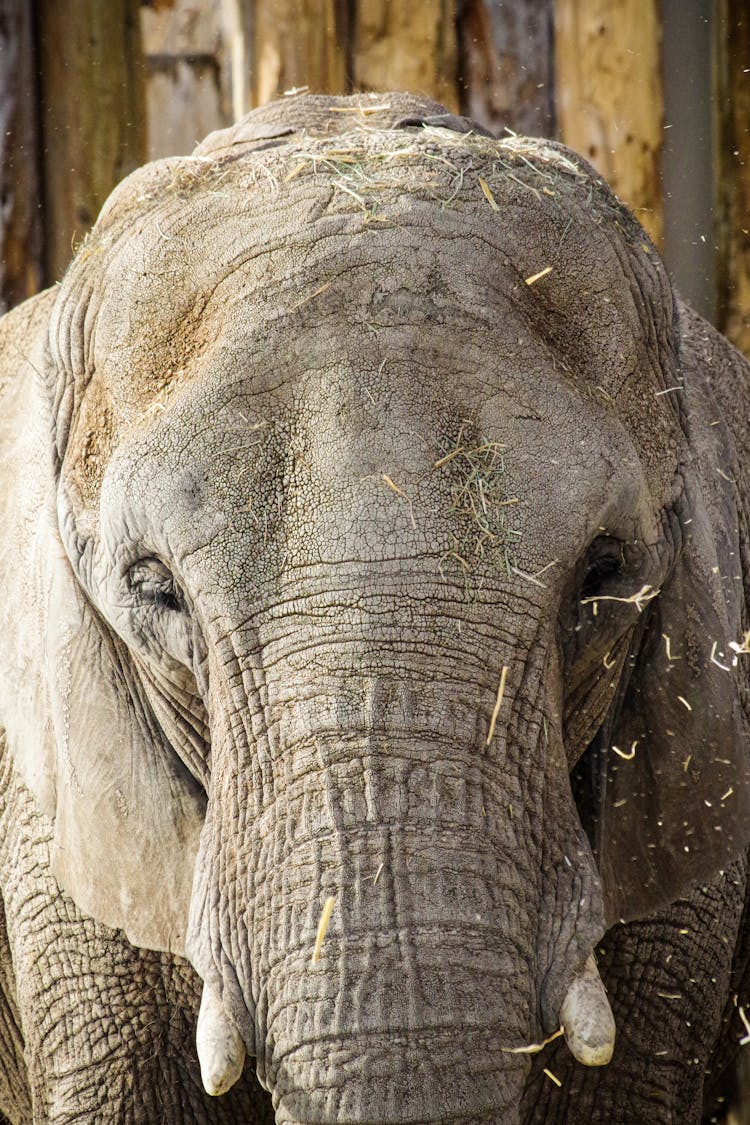 Portrait Of An Elephant At The Zoo 