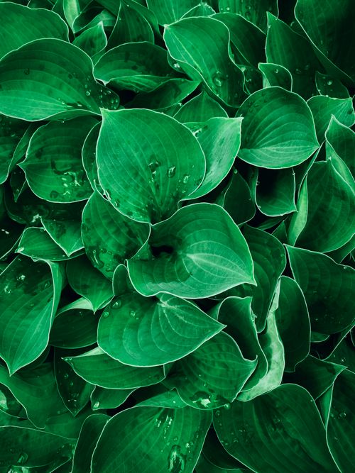 Free Close-up of lush green Hosta leaves covered in fresh water droplets, showcasing nature's intricate patterns. Stock Photo