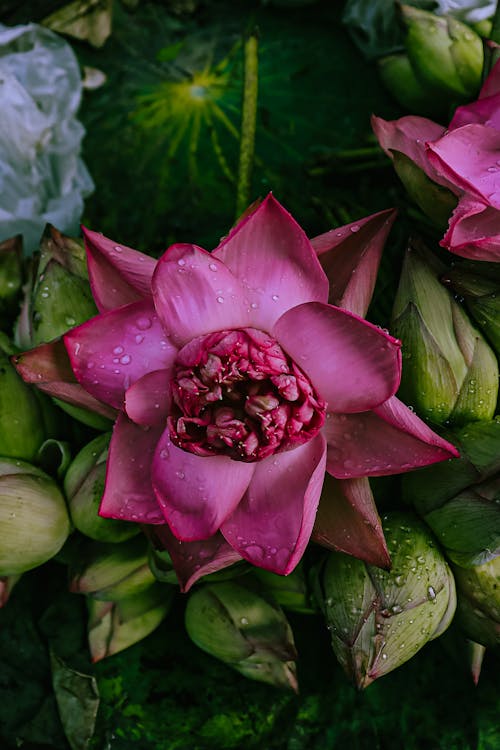 Gratis lagerfoto af blomst, frisk, kronblade