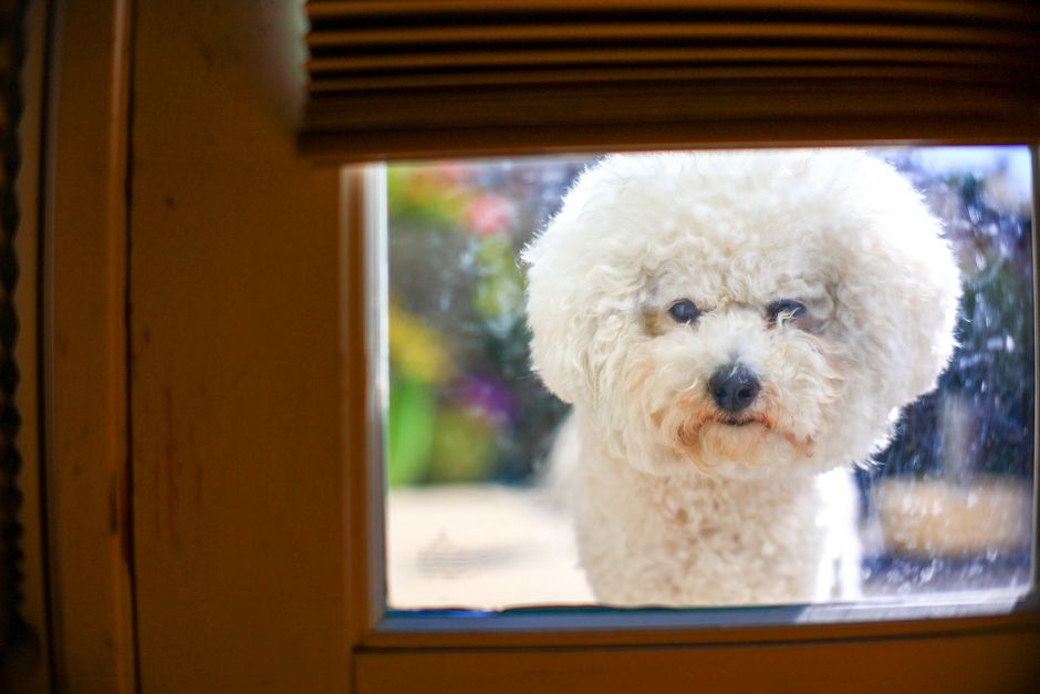 Cute Bichon Frise dog peeking through a glass window with a curious expression.