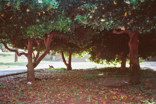 Бесплатное стоковое фото с деревья, окружающая среда, осень