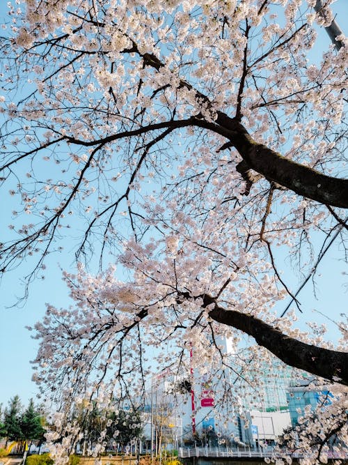 Ingyenes stockfotó bunga, bunga sakura, cseresznyevirágok témában