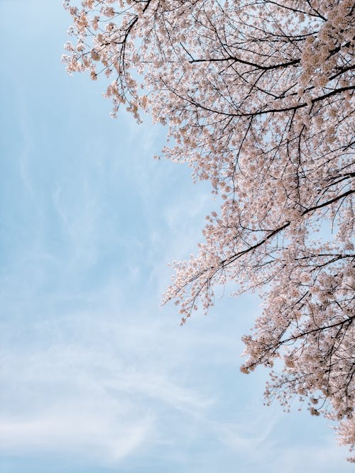 Ingyenes stockfotó bunga, bunga sakura, cseresznyevirágok témában