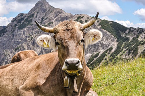 Imagine de stoc gratuită din animale domestice, bovine, cap