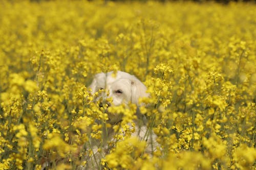 Dog Hidden among Flowers on Meadow