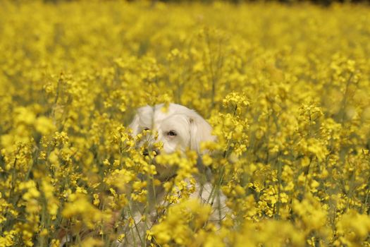 A fluffy white dog hidden among vibrant yellow flowers in a serene meadow in Jönköping, Sweden.