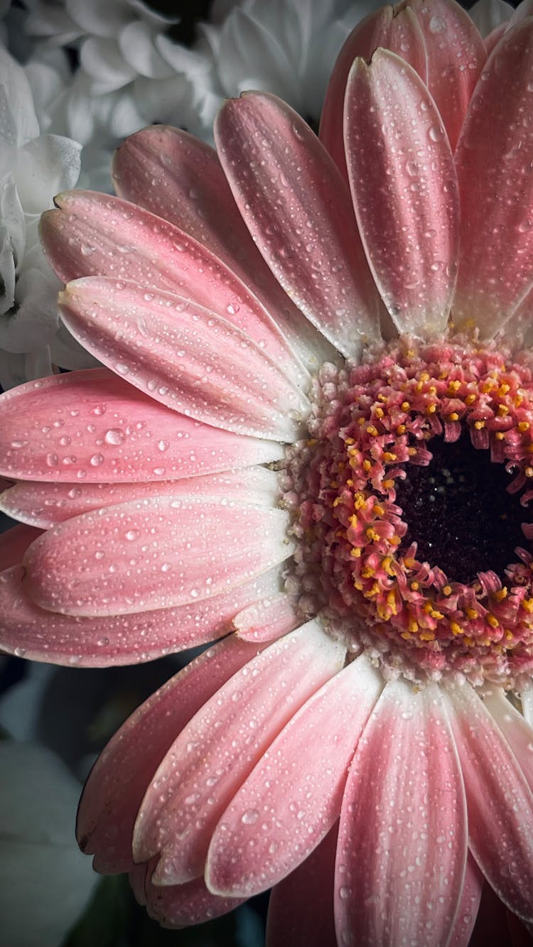 Pink Gerbera Flower