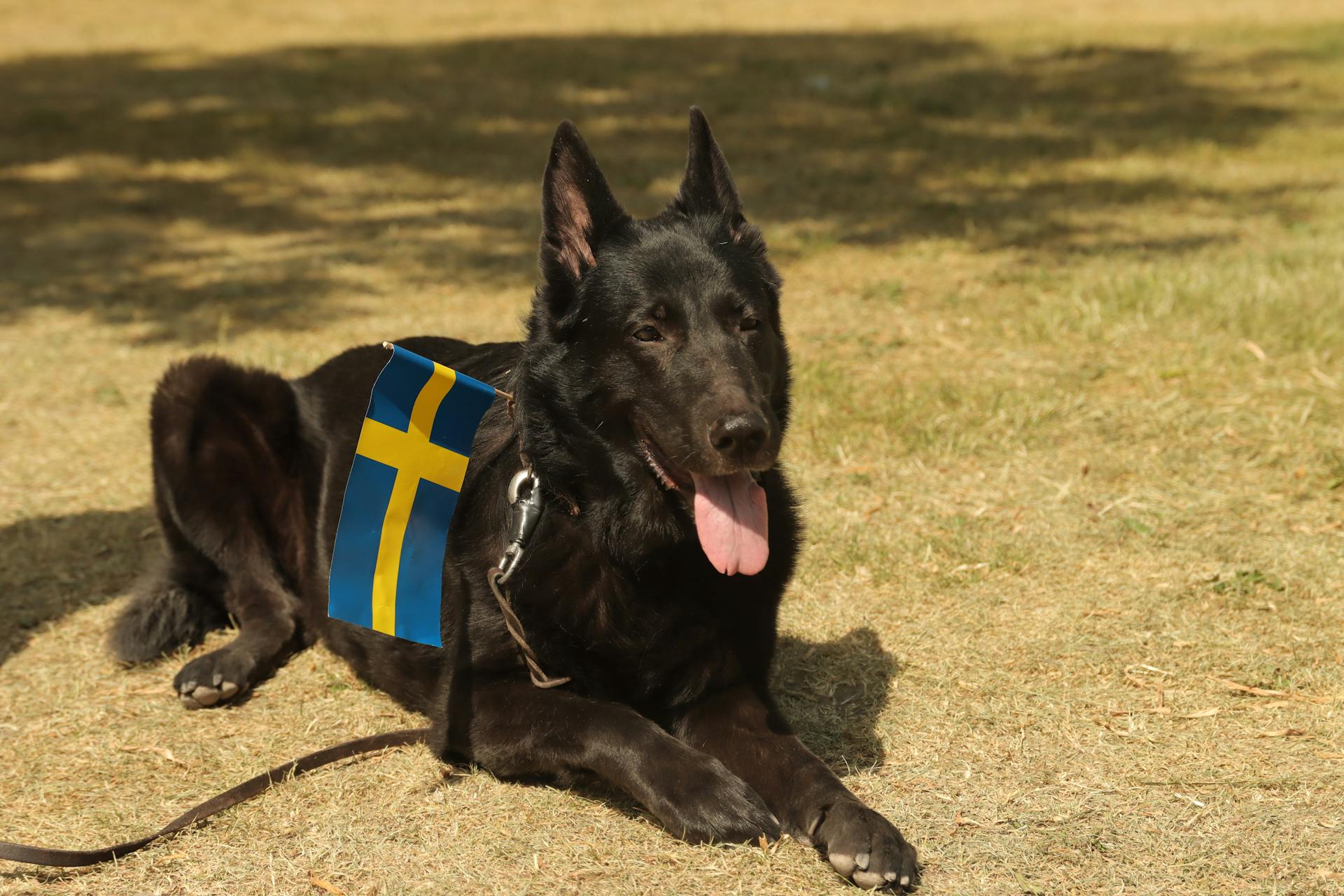 Svart schäferhund som ligger ner på gräset