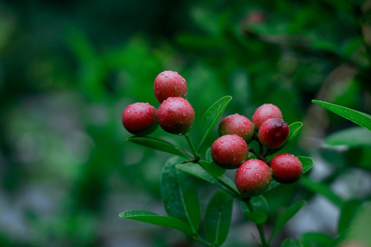 Raindrops On Red Berries