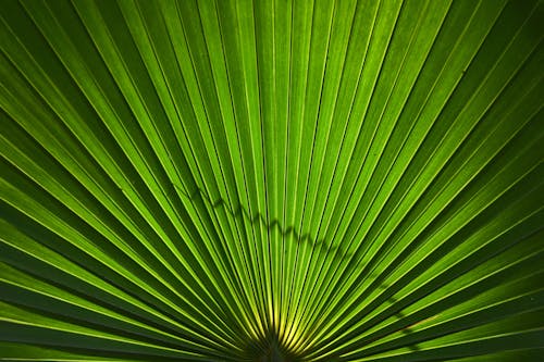 Green Leaves on a Tropical Plant