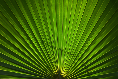 Free Close-up of a radiant green palm leaf with sunlight highlighting its linear patterns. Stock Photo