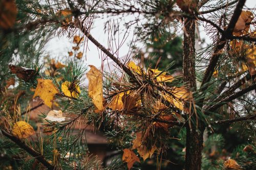 Free Close-up of pine tree branches adorned with vibrant autumn leaves in a forest setting. Stock Photo