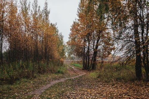 Gratis stockfoto met bladeren, bomen, Bos