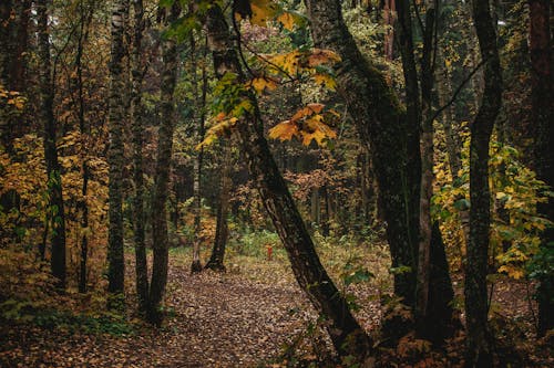 Foto stok gratis alam, dalam, hutan