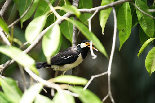 노래하는 새, 조류의 무료 스톡 사진