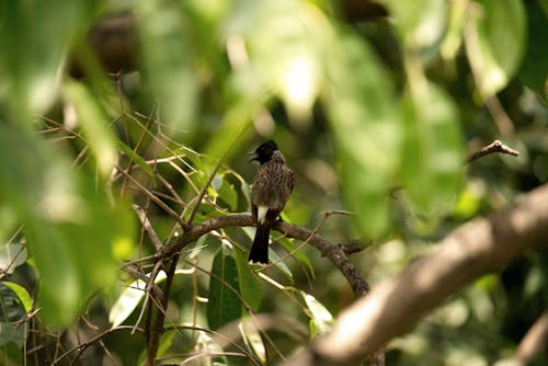 Základová fotografie zdarma na téma ptáci, zpěvný pták