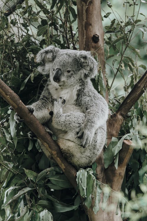 Foto profissional grátis de árvore, coala, folhas