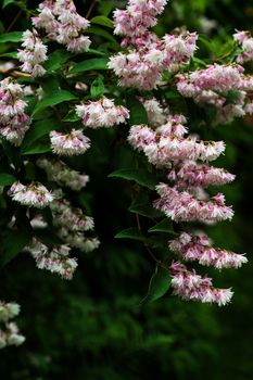 white deutzia blossoms